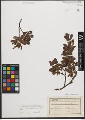 Foto von Salix waldsteiniana Willd.